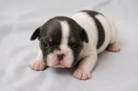Heart, a female French Bulldog for sale in Grand Prairie, TX – 1 of 2