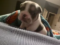Cheeks, a male French Bulldog for sale in Grand Prairie, TX – 5 of 6