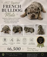 Blue, a male French Bulldog for sale in Grand Prairie, TX – 7 of 7