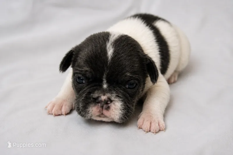 Doodle bug – French Bulldog puppy for sale in Grand Prairie, TX