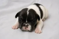 Doodle bug, a female French Bulldog for sale in Grand Prairie, TX – 1 of 2