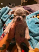 Blue, a male French Bulldog for sale in Grand Prairie, TX – 4 of 7