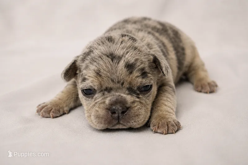 Pip – French Bulldog puppy for sale in Grand Prairie, TX