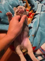 Blue, a male French Bulldog for sale in Grand Prairie, TX – 3 of 7