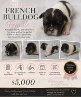 Doodle bug, a female French Bulldog for sale in Grand Prairie, TX – 2 of 2