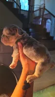 Blue, a male French Bulldog for sale in Grand Prairie, TX – 2 of 7
