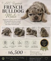 Pip, a male French Bulldog for sale in Grand Prairie, TX – 2 of 2
