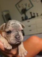 Blue, a male French Bulldog for sale in Grand Prairie, TX – 5 of 7