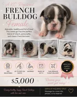 Heart, a female French Bulldog for sale in Grand Prairie, TX – 2 of 2