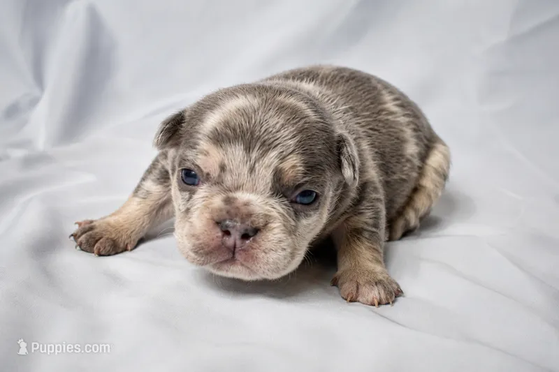 G – French Bulldog puppy for sale in Grand Prairie, TX