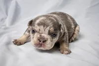 G, a male French Bulldog for sale in Grand Prairie, TX – 1 of 2