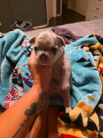 Blue, a male French Bulldog for sale in Grand Prairie, TX – 6 of 7