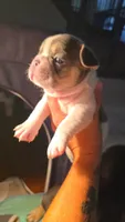 Cheeks, a male French Bulldog for sale in Grand Prairie, TX – 3 of 6
