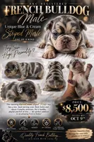 G, a male French Bulldog for sale in Grand Prairie, TX – 2 of 2