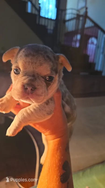 Blue – French Bulldog puppy for sale in Grand Prairie, TX
