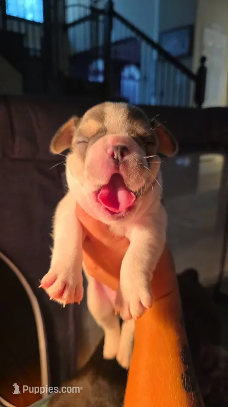 Cheeks – French Bulldog puppy for sale in Grand Prairie, TX