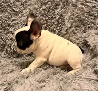 AKC Pied, a male French Bulldog for sale in Tucson, AZ – 3 of 3