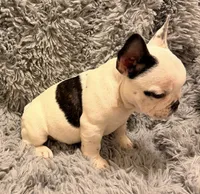 AKC Pied Male, a male French Bulldog for sale in Tucson, AZ – 2 of 2