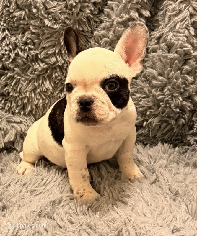 AKC Pied Male – French Bulldog puppy for sale in Tucson, AZ