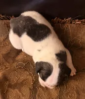 AKC Domino - Male, a male French Bulldog for sale in Tucson, AZ – Photo 4 of 4