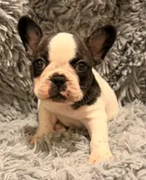 AKC Domino - Male, a male French Bulldog for sale in Tucson, AZ – Photo 1 of 4