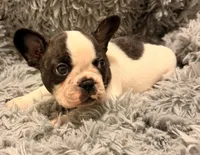 AKC Domino - Male, a male French Bulldog for sale in Tucson, AZ – Photo 2 of 4