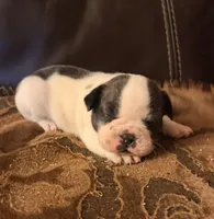 AKC Domino - Male, a male French Bulldog for sale in Tucson, AZ – Photo 3 of 4