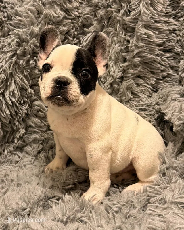AKC Pied, a male French Bulldog for sale in Tucson, AZ – 1 of 3