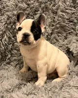 AKC Pied, a male French Bulldog for sale in Tucson, AZ – 1 of 3