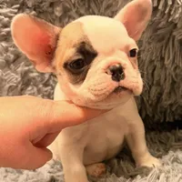 Darla AKC, a female French Bulldog for sale in Tucson, AZ – 1 of 1