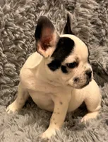 AKC Pied, a male French Bulldog for sale in Tucson, AZ – 2 of 3