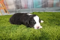 Liberty, a female Miniature Australian Shepherd for sale in Stockton, MO – 3 of 5