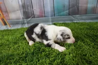 Freedom, a female Miniature Australian Shepherd for sale in Stockton, MO – 5 of 5