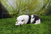 Irene, a female Miniature Australian Shepherd for sale in Stockton, MO – 9 of 10
