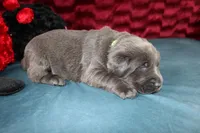 Amelia, a female Labrador Retriever for sale in Stockton, MO – Photo 7 of 8