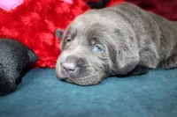 Amelia, a female Labrador Retriever for sale in Stockton, MO – Photo 6 of 8