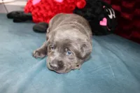 Amelia, a female Labrador Retriever for sale in Stockton, MO – Photo 3 of 8