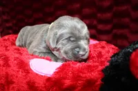 Amelia, a female Labrador Retriever for sale in Stockton, MO – Photo 8 of 8