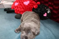 Amelia, a female Labrador Retriever for sale in Stockton, MO – Photo 2 of 8