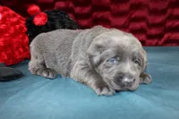 Amelia, a female Labrador Retriever for sale in Stockton, MO – Photo 5 of 8