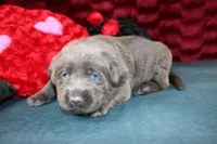 Amelia, a female Labrador Retriever for sale in Stockton, MO – Photo 1 of 8