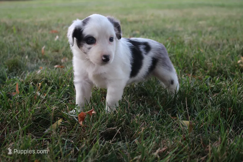 Harriett – Miniature Australian Shepherd puppy for sale in Stockton, MO