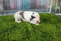 Harriett, a female Miniature Australian Shepherd for sale in Stockton, MO – 2 of 4