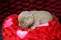 Cordelia, a female Labrador Retriever for sale in Stockton, MO – Photo 7 of 7