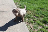 Cordelia, a female Labrador Retriever for sale in Stockton, MO – Photo 5 of 10