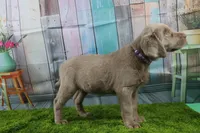 Cordelia, a female Labrador Retriever for sale in Stockton, MO – Photo 9 of 10