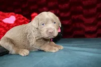 Cordelia, a female Labrador Retriever for sale in Stockton, MO – Photo 3 of 7