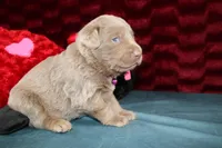 Cordelia, a female Labrador Retriever for sale in Stockton, MO – Photo 2 of 7