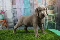 Cordelia, a female Labrador Retriever for sale in Stockton, MO – Photo 10 of 10