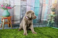 Cordelia, a female Labrador Retriever for sale in Stockton, MO – Photo 8 of 10